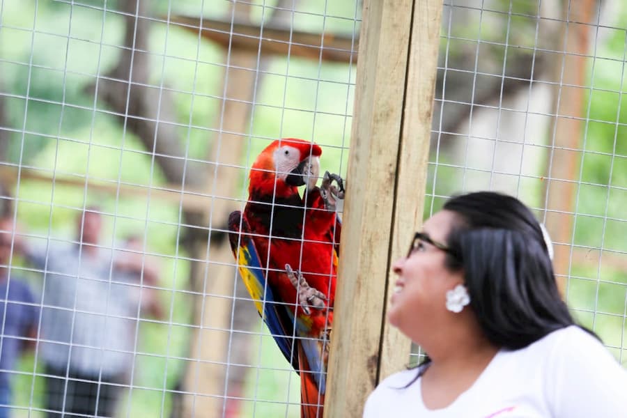 guacamaya es liberada