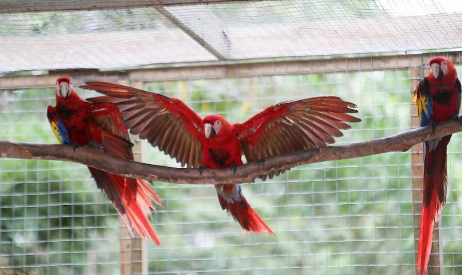 guacamaya liberada