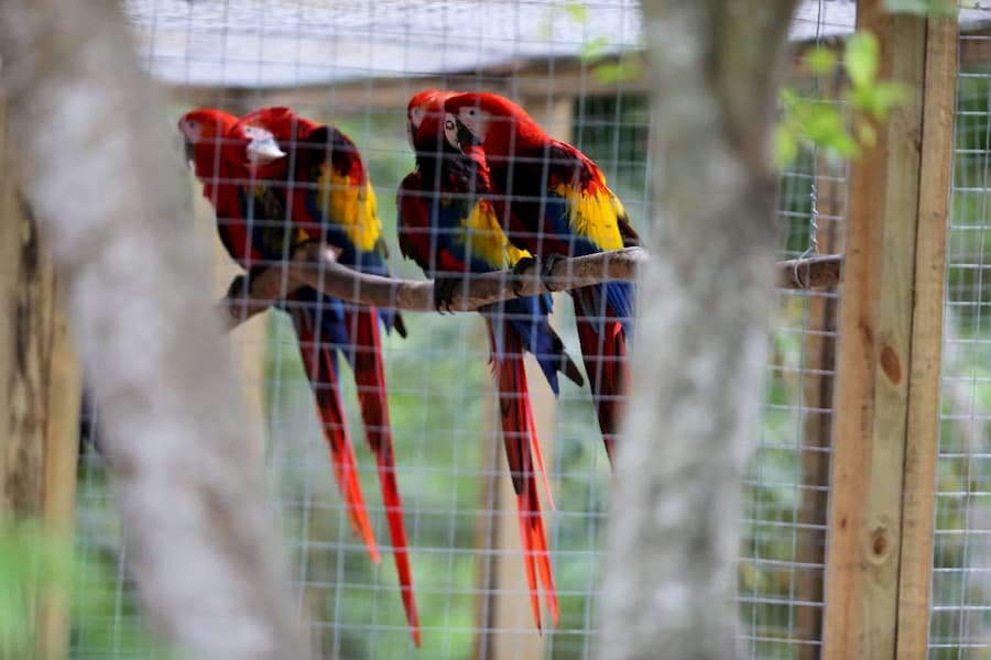 guacamaya roja liberada