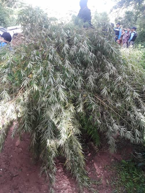 PLANTACION MARIHUANA 1