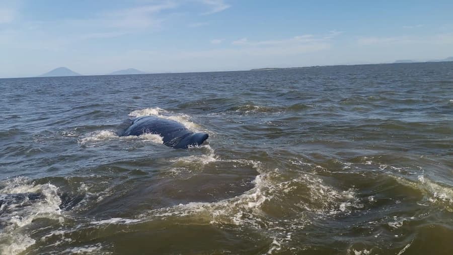 FOTO BALLENA 2