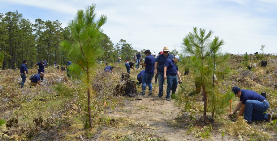 FOTO REFORESTACIÓN PGR 1