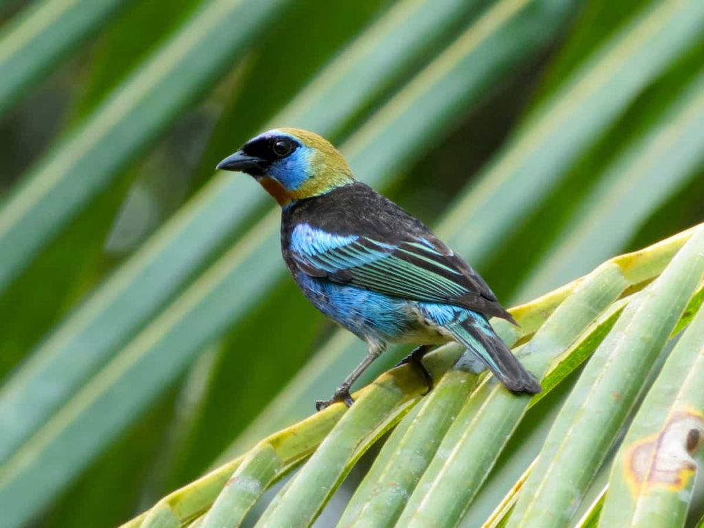 Golden hooded Tanager