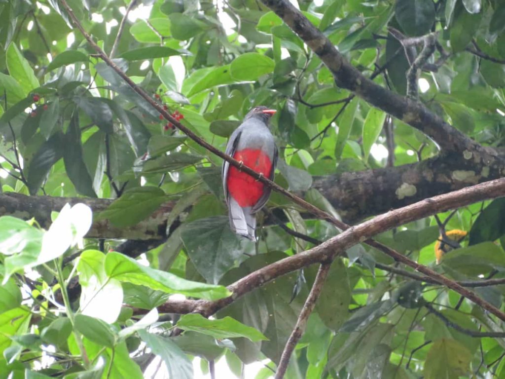 Golden hooded Tanager2