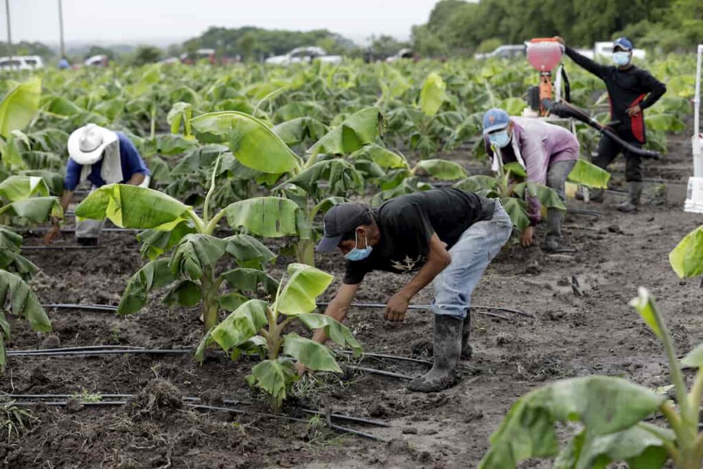 agro en Honduras