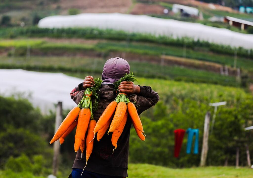 zanahorias