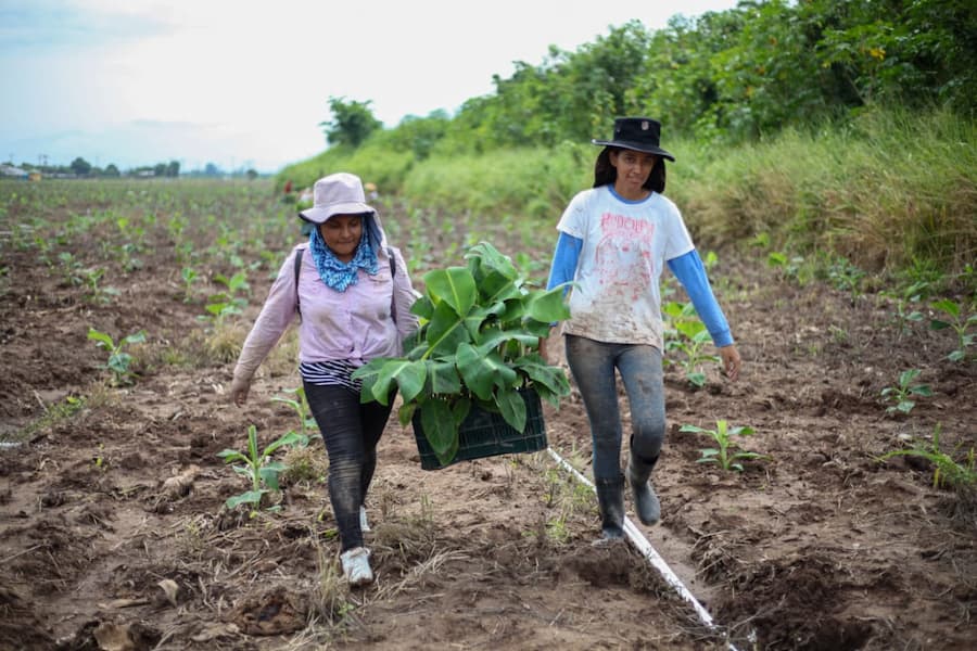 agricultura