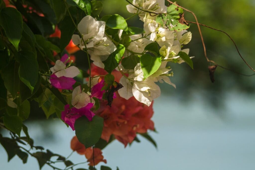 flora en Honduras