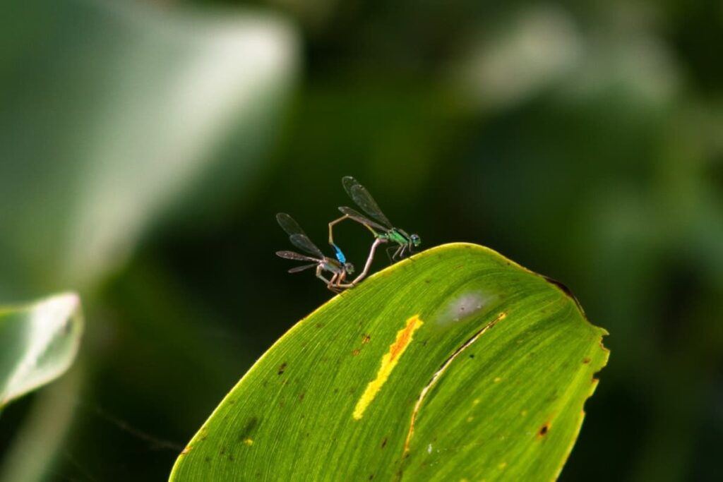 naturaleza Honduras