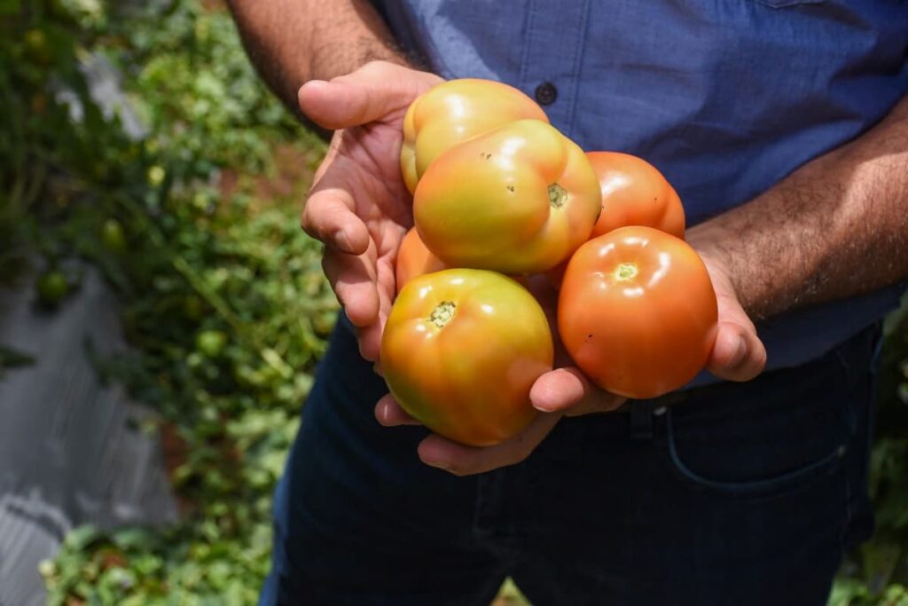 tomates