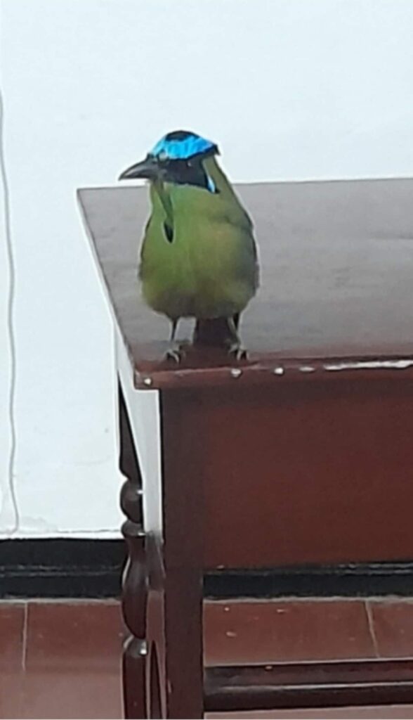 FOTO PAJARO 2