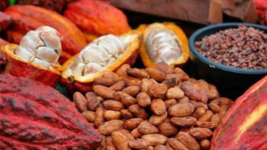 cacao en honduras